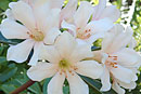Rhododendron 'Pink Organdie'