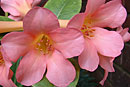 Rhododendron 'Pink Sally'