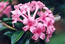 Rhododendron 'Pink Seedling'