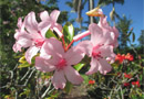 Rhododendron 'PinkSwan'