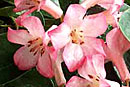Rhododendron 'Pleasant Companion'