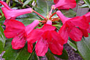 Rhododendron 'Plum Pudding'