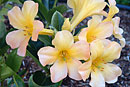 Rhododendron 'Primrose'