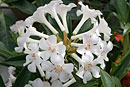 Rhododendron 'Princess Alexandra'