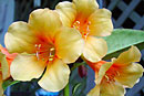 Rhododendron 'Pumpkin Patch'
