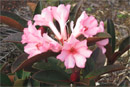 Rhododendron 'Queensland'