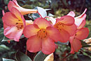 Rhododendron 'Rainbow's End'