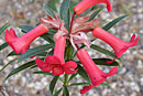 Rhododendron 'Raspberry Cordial'
