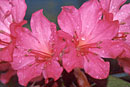 Rhododendron 'Raspberry Ice'