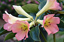 Rhododendron 'Ravalac'