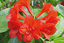 Rhododendron 'Red Adair'