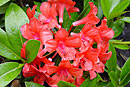 Rhododendron 'Red Prince'