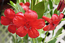 Rhododendron 'Red Rocks'