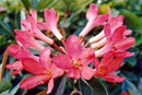 Rhododendron 'Red Rooster'