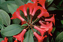 Rhododendron 'Red Rover'