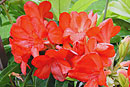 Rhododendron 'Red Sox'