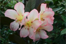 Rhododendron 'Richard Marques'
