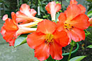 Rhododendron 'Richard the First'