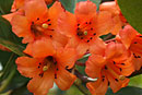 Rhododendron 'Robert Withers'