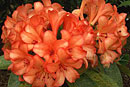 Rhododendron 'Rocky's Mom'