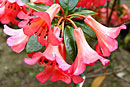 Rhododendron 'Rosy Chimes'