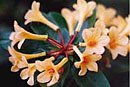 Rhododendron 'Saffron Star'