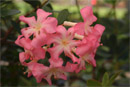 Rhododendron 'Saint Agatha'