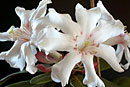 Rhododendron 'Saint Cecilia'