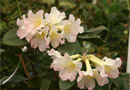 Rhododendron 'Saint Gertrude'