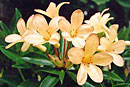 Rhododendron 'Salmon Star'