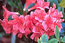 Rhododendron 'Sarah Meejean'