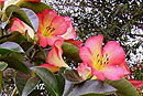 Rhododendron 'Satan's Gift'