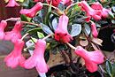 Rhododendron 'Saxon Bonnie Belle'