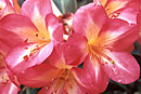 Rhododendron 'Scarlet Halo'