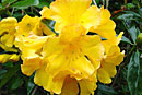 Rhododendron 'Scented Sun'