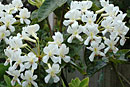 Rhododendron 'Scotchburn White'