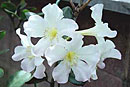 Rhododendron 'Semper Fidelis'