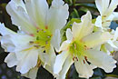 Rhododendron 'Seventh Heaven'