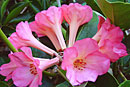 Rhododendron 'Shantung Pink'