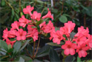 Rhododendron 'Shaya'