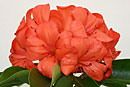 Rhododendron 'Shepherd's Sunset'