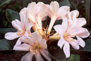 Rhododendron 'Shogun'
