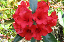 Rhododendron 'Show Stopper'