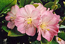 Rhododendron 'Silken Shimmer'