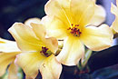 Rhododendron 'Simbu Goldstrike'