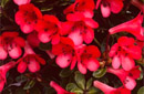 Rhododendron 'Simply Red'