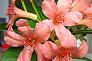 Rhododendron 'Sirunki Lake'