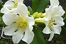 Rhododendron 'Snow Drift'