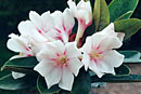 Rhododendron 'Snow Maiden'