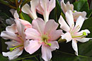 Rhododendron 'Softly Softly'